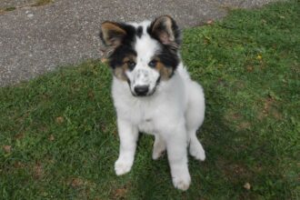 Linus2