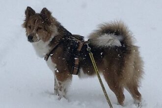 Valeska im Schnee kleiner